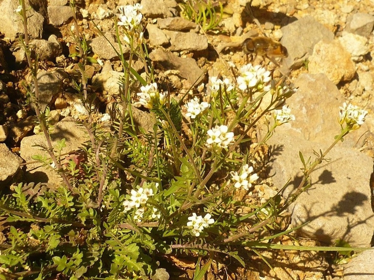 Murbeckiella pinnatifida (Brassicaceae)